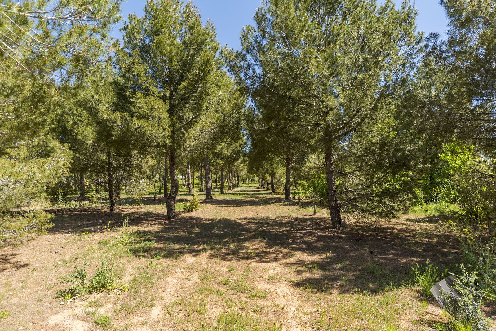 Pinar de la finca
