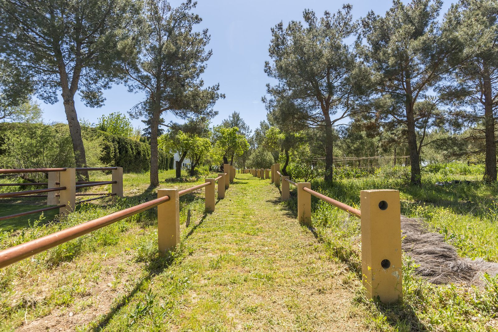 Paseo entre pinos